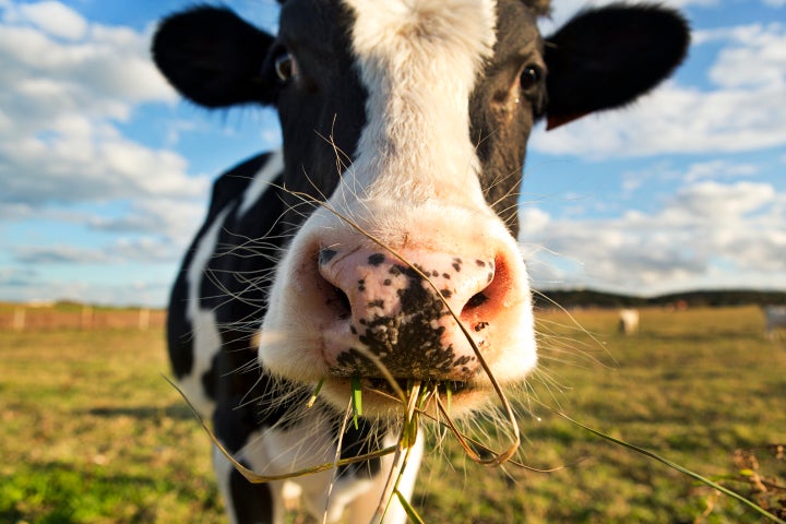 Feeding animals simple sugars and additives found in candy could "dramatically" change their gut ecology. 