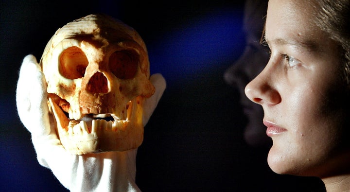 A model of a skull discovered on a remote Indonesian island is held by an employee at the Science Museum in London, Oct. 27,