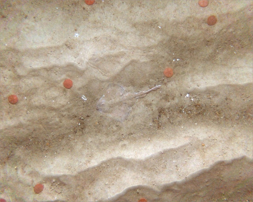 Can you spot the two skates?