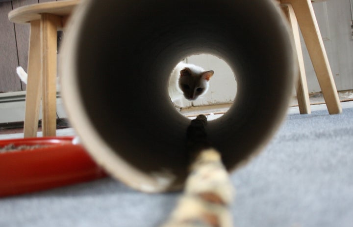 Zebro looks into one of the tunnels he enjoys playing with.