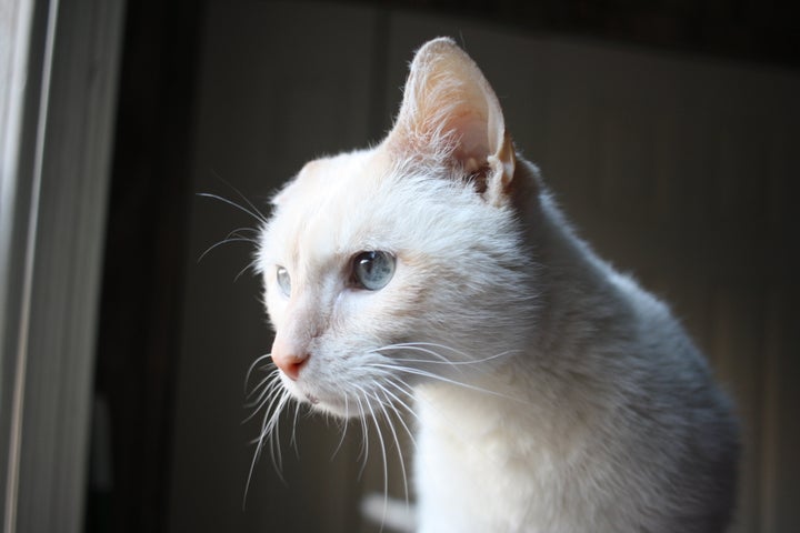 The "playful and curious" Zebro will soon be up for adoption.