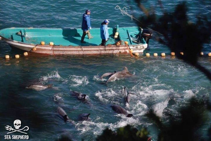 Sea Shepherd Cove Guardians generously share their image of dolphin capture. Please notice the babies.
