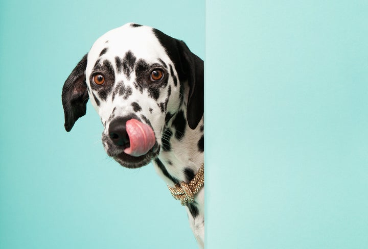 In response to the FDA's recent report about several dogs dying after ingesting skin cream, here is a list of other toxic items for dogs.