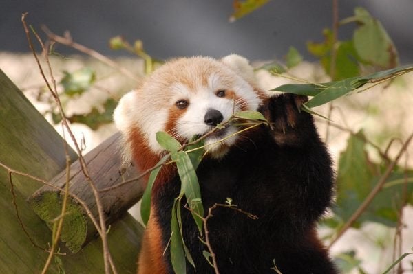 Sunny in an undated photo from the zoo.