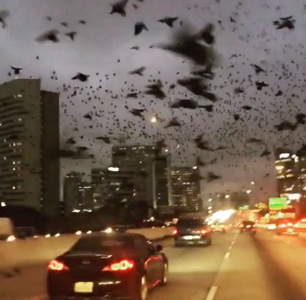 鳥がヒューストンの空を覆い尽くす そう あの映画のようだ 動画 ハフポスト