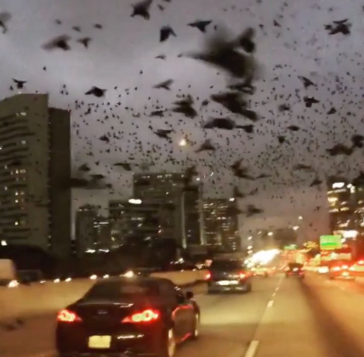 A swarm of birds fill the skies above Houston 