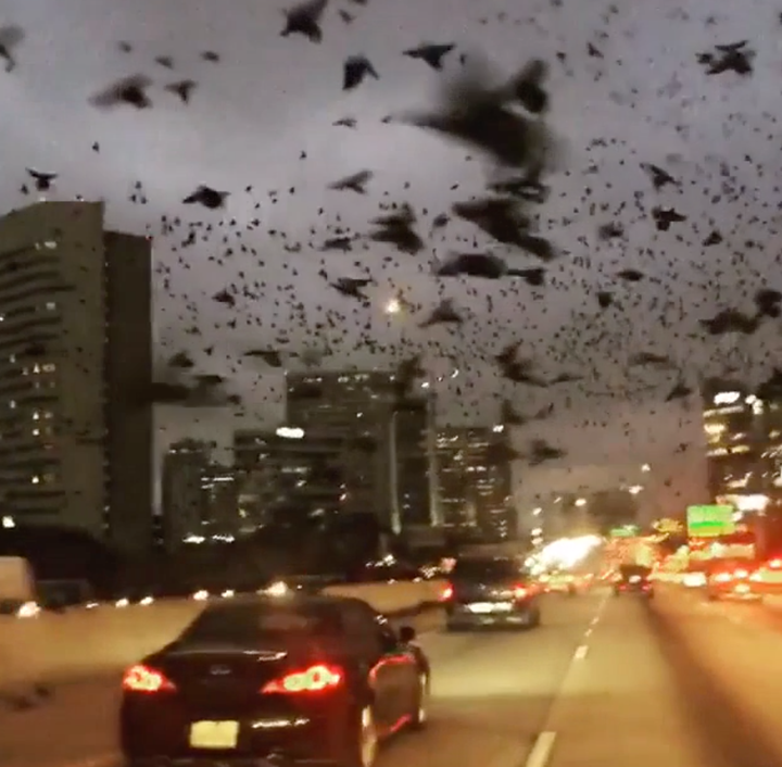 A swarm of birds fill the skies above Houston 