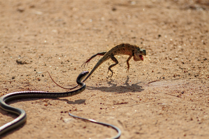 Location: Yala National Park, Sri Lanka. "Dusty day is [fading and] we have reached to the golden hour. My eyes are [looking] into the bush searching for a leopard for my clients. Then, I saw the unusual behavior of a garden lizard in the middle of the road. Suddenly, I realized that the predator -- a common bronze back snake is not so far. We waited a few minutes to see what's going to happen. When the snake strikes, lizard acts like a monk from a Shaolin Temple."