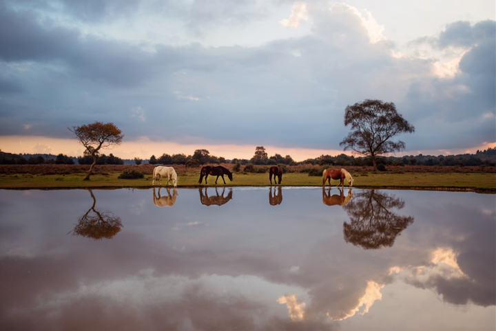 Location: Fritham, New Forest, England