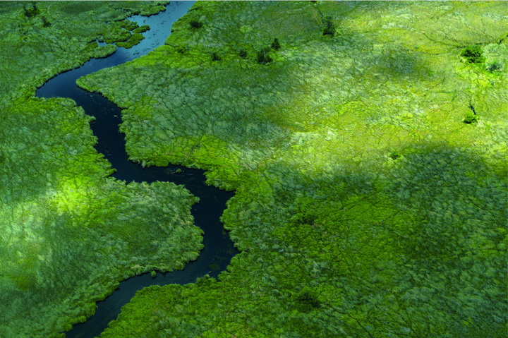 Location: Moremi Game Reserve in Botswana’s Okavango Delta region