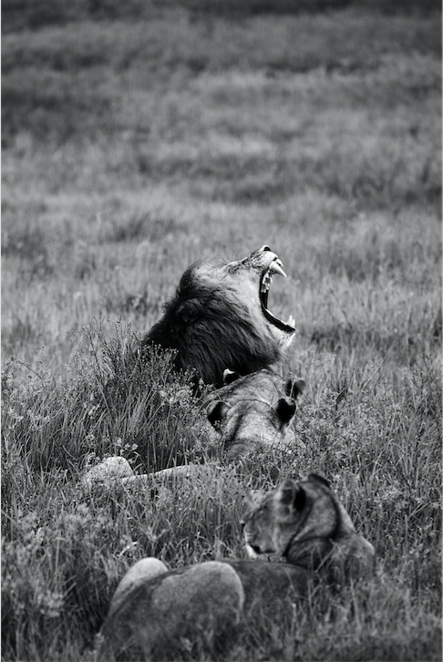 Location: Nambiti Game Reserve, South Africa. "It was an early morning rise for us when our game ranger had been informed of mating activity within a group of lions. When we found the group, the sudden torrential downpour put a halt on the lions activity but created a different photographic opportunity. The lions were completely exposed to the elements with no nearby shelter on offer. Camera at the ready, it was only a matter of time before the lions did what they could in order to keep themselves dry..." 