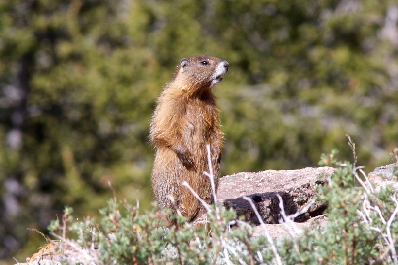 A yellow-bellied marmot alarm calling in a Colorado alpine meadow.