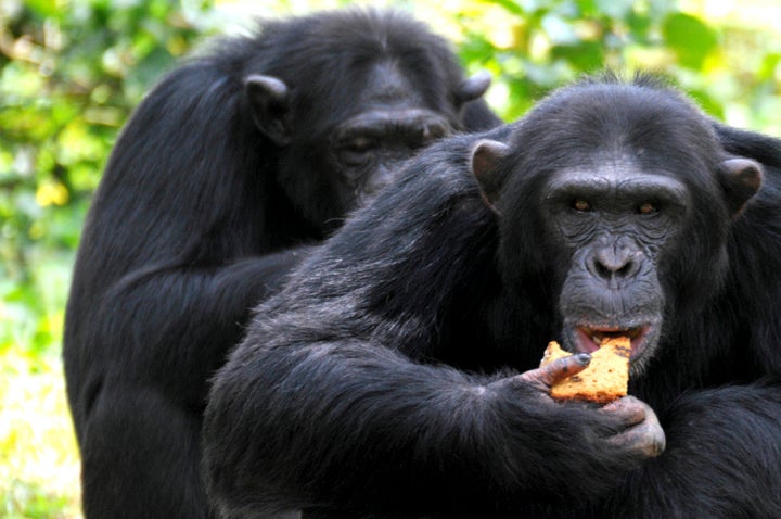 Satellite images have helped conservationists plan better chimpanzee conservation strategies in Gombe National Park, and have also empowered local communities to make better land use decisions. 