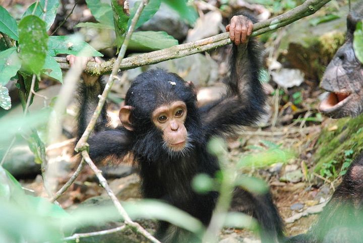 A baby chimpanzee in Gombe National Park, Tanzania. 