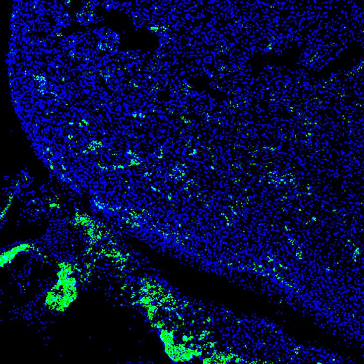 Human iPS cells (green) contributed to a developing heart of 4-week-old pig embryo.