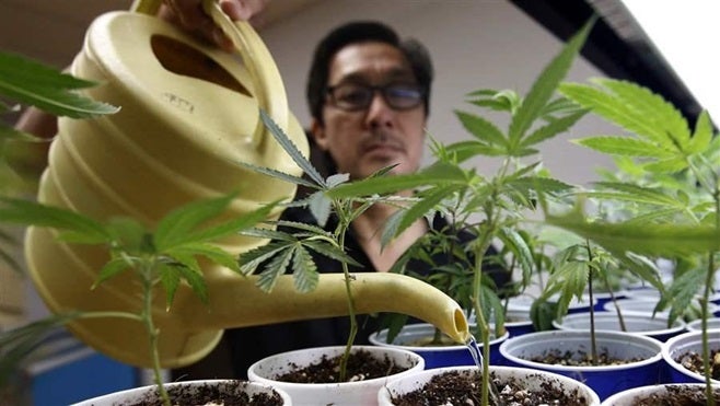 An employee waters plants at a medical marijuana dispensary in Sacramento, California. Voters in the state legalized recreational marijuana in the November 2016 election.