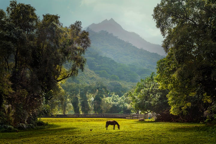 The island of Kauai is abundant with lush fields, forests and farms.