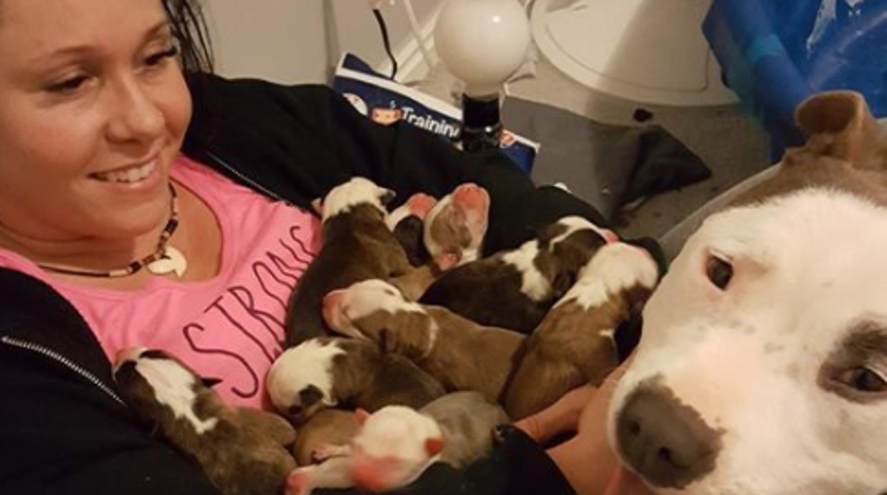 Rescue Pit Bull Places 11 Newborn Puppies In Foster Mum's Lap In Incredible Video HuffPost UK Life