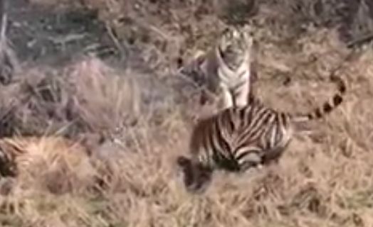 Mobile phone footage of the attack was shot by other zoo visitors 