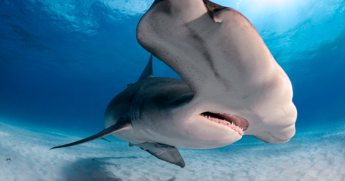 Sharks Could Be Resistant To Cancer And Scientists Think They Know Why