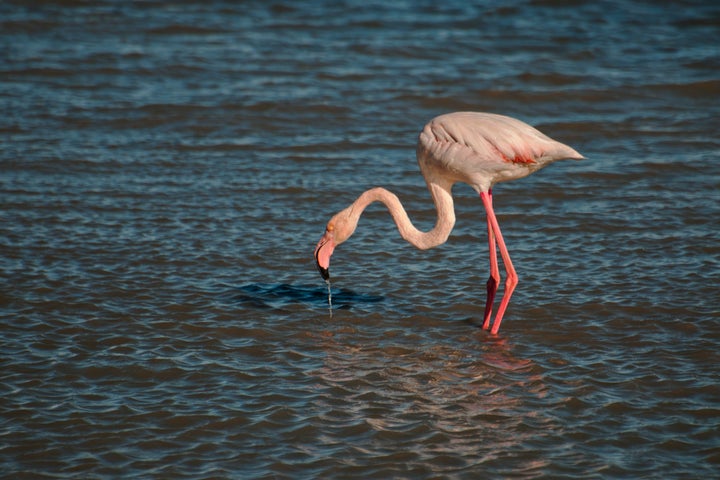 "There's pineapple shrimp, lemon shrimp, coconut shrimp, pepper shrimp, shrimp soup, shrimp stew, shrimp salad, shrimp and potatoes, shrimp burger, shrimp sandwich." Point is, flamingos love shrimp.