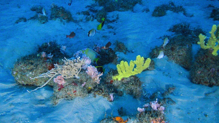 Scientists believe the surprise Amazon coral reef could be a new marine biome.