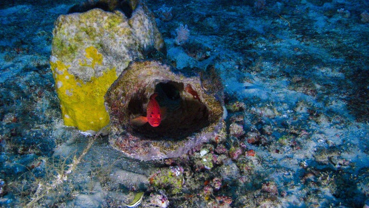 Fish peers out from shelter in the Amazon Reef as scientists snap its photo from a submersible off the coast of Brazil.