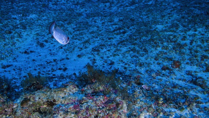 Light infuses the waters of the Amazon Reef far below the surface.