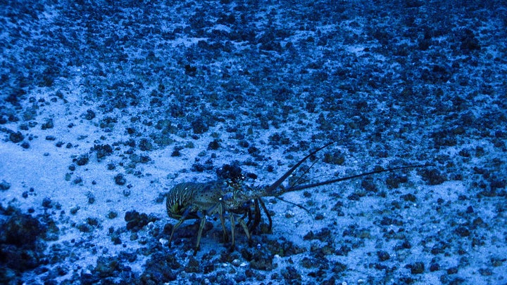 A reef resident is watched by scientists from a submersible research station.