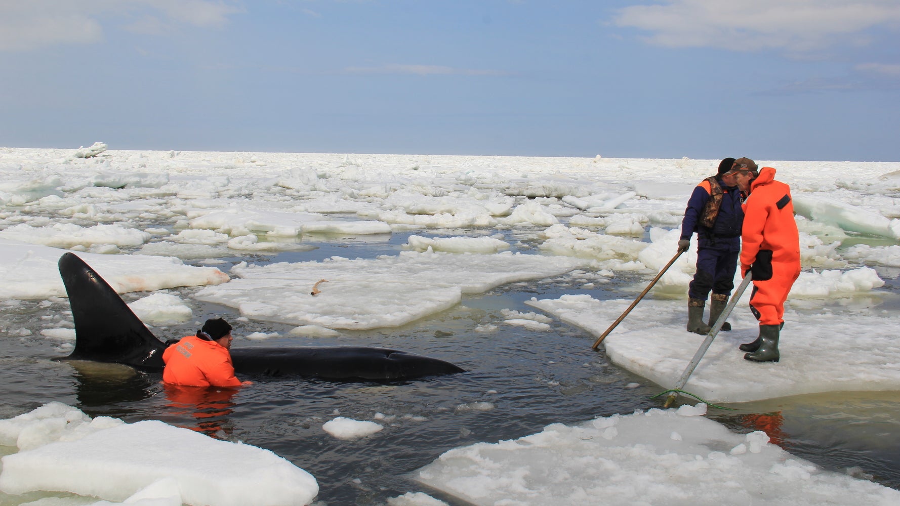 Courageous rescue of killer whales trapped among ice floes in Russia ...