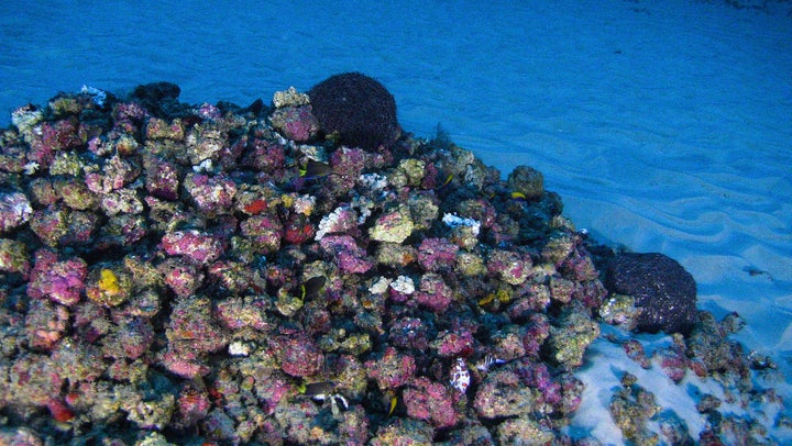 Researchers capture the colors of the Amazon reef on film for the first time.