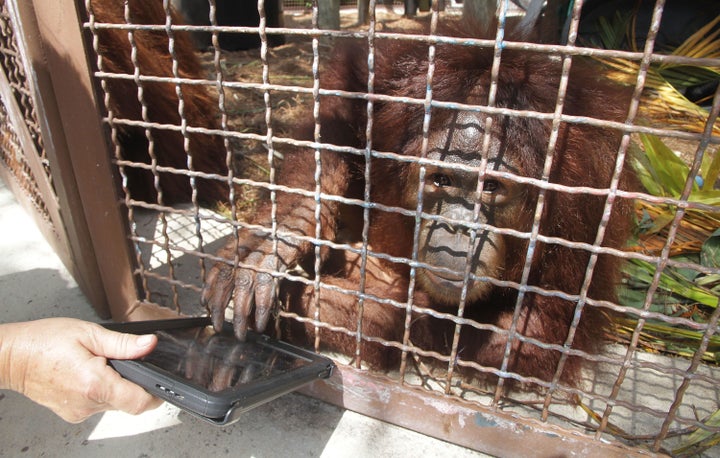 An Orangutan uses an iPad at a zoo in the US.