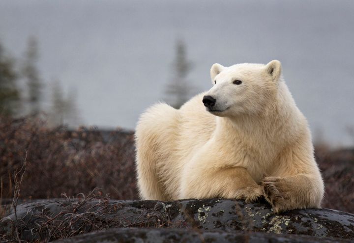 Canadian polar bear.