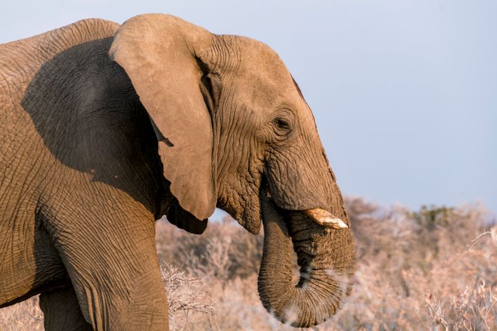 Namibian elephant.