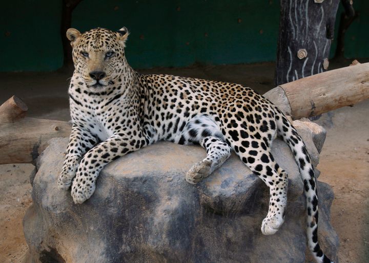 An African leopard.