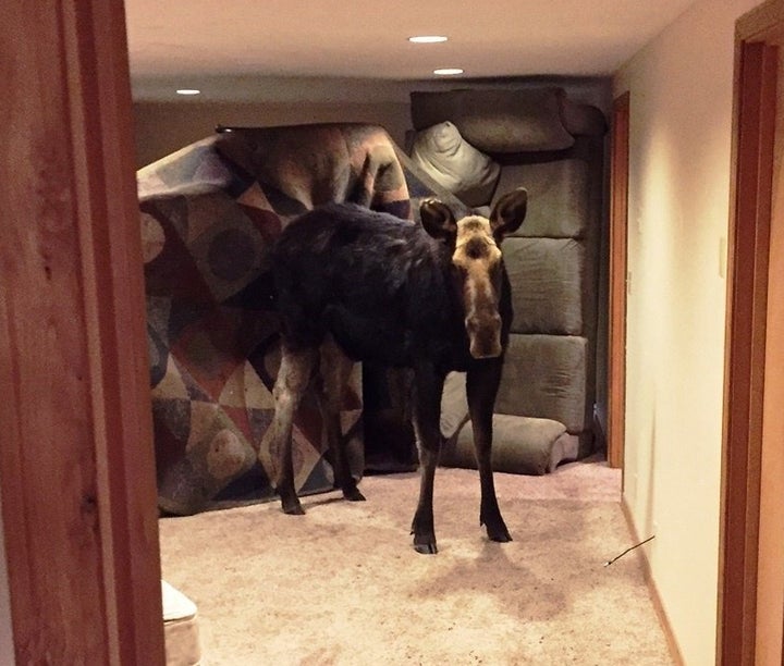 Oh, that? Just a tiny moose. Recently broke up with some guy named Bullwinkle. Letting her crash in the basement until she gets back on her feet.