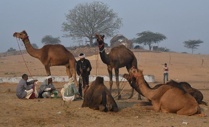  Negotiating at the Pushkar Camel Fair  