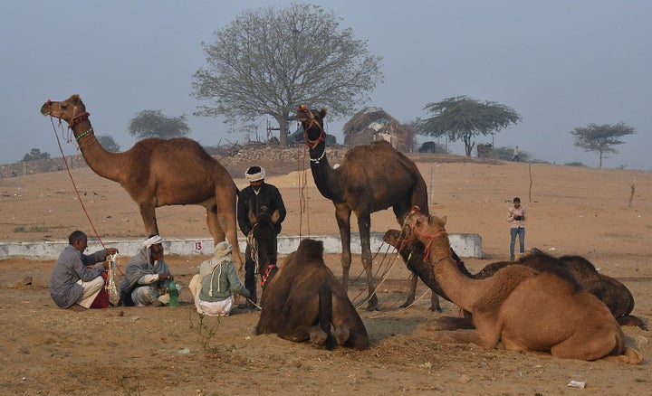 <p> <em>Negotiating at the Pushkar Camel Fair </em> </p>