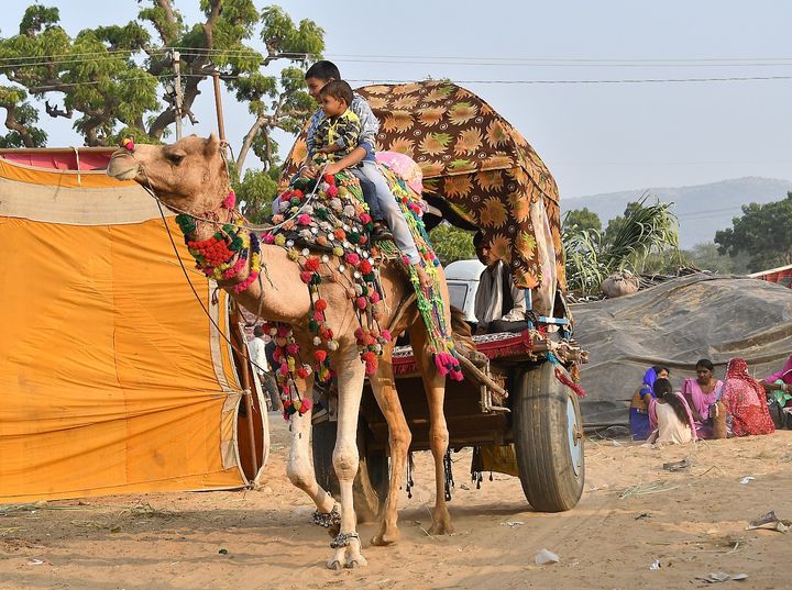  Camel cart, Pushkar Camel Fair, India ody>G����E�