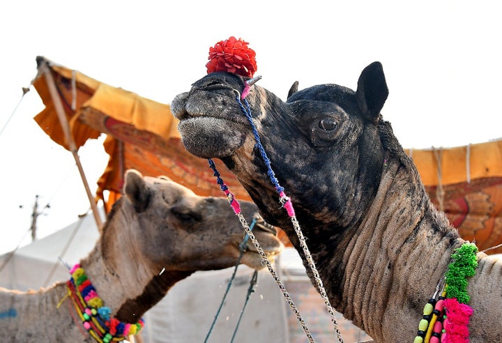 Getting a closeup view of camels at the Pushkar Camel Fair E����E�