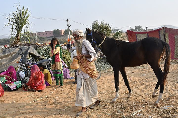 Acquiring a horse at the Pushkar fair l> ����E�