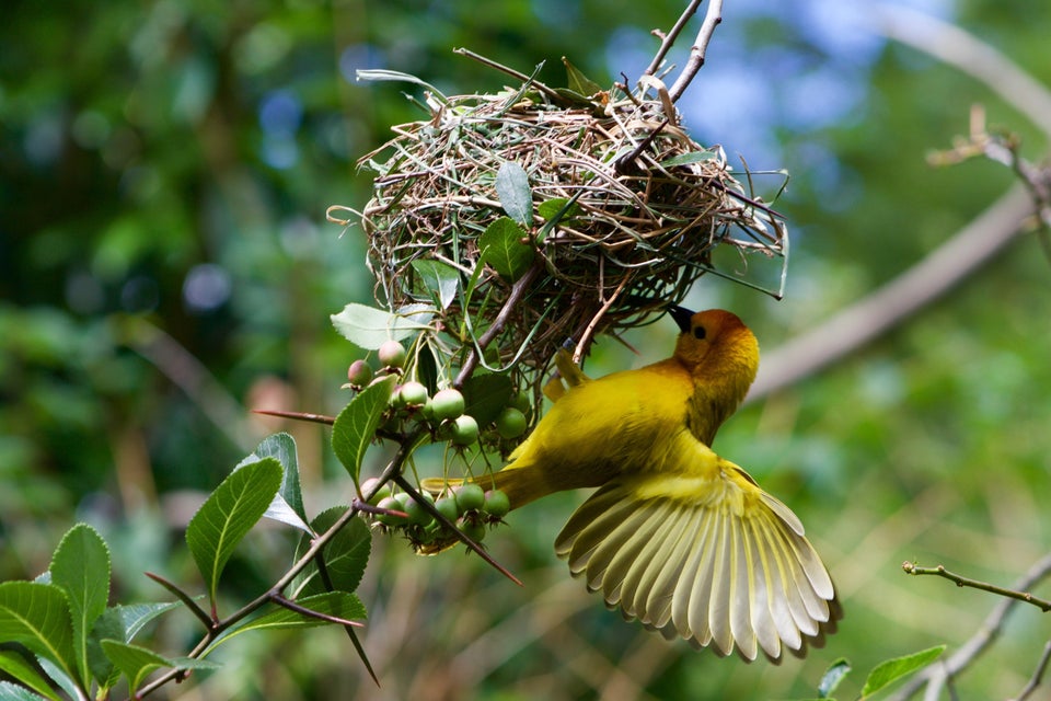 1st Place Amazing Animals (U.S. category)