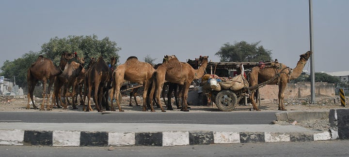 Camels being led home along the highway from the Pushkar Camel Fair r{����E�