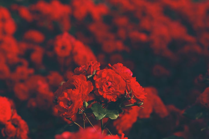 <p>In Taiwan one red rose signifies an only love, eleven roses symbolizes a special someone, ninety-nine roses signifies “forever,” and one hundred eight roses is a marriage proposal!</p>