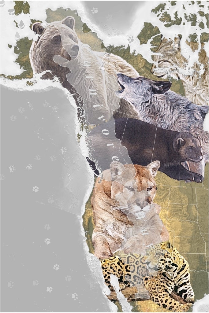 Carnivore corridors, Western North America