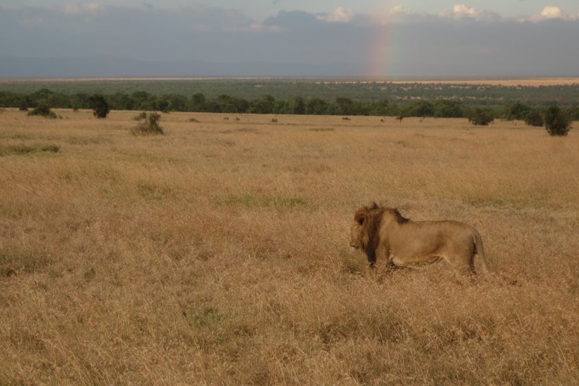 African lion in a Kenyan wildlife corridor, Goheen research project, Earthwatch