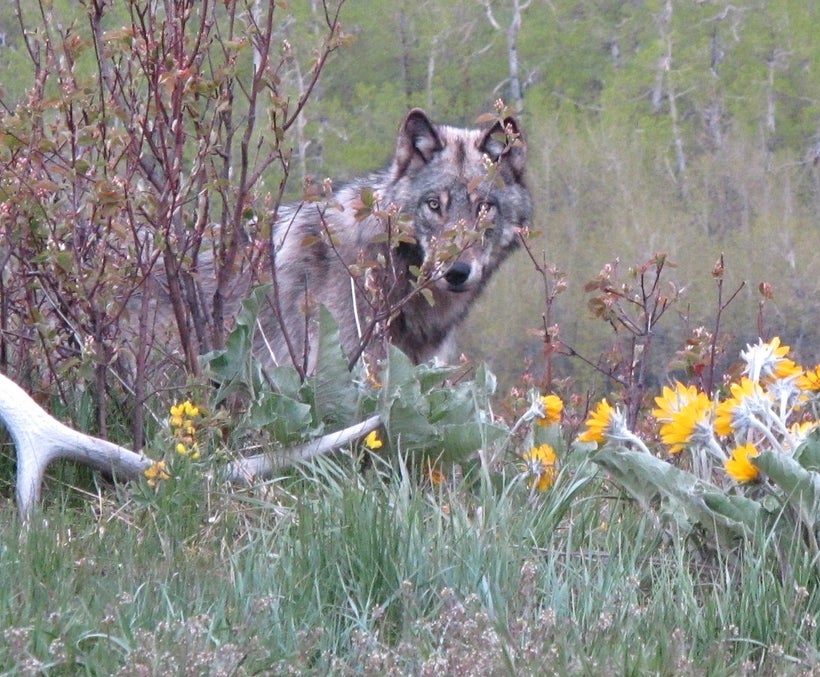 Wolf in a wildlife corridor, outside Waterton Lakes National Park