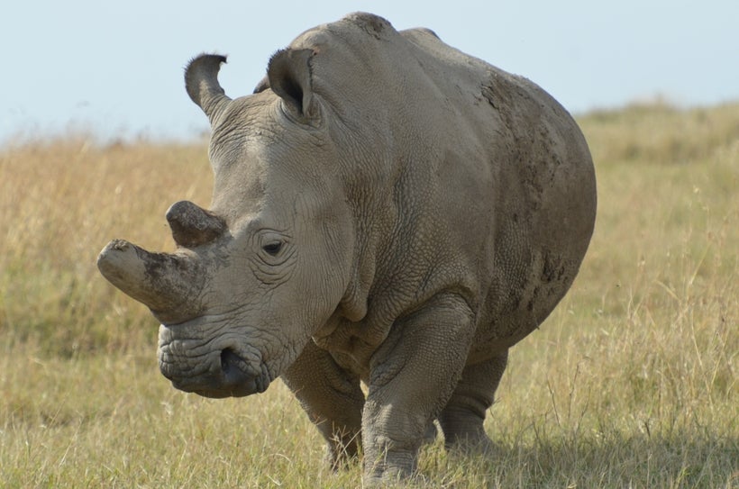 Northern white rhino in Kenya dehorned for conservation purposes, Goheen research project, Kenya
