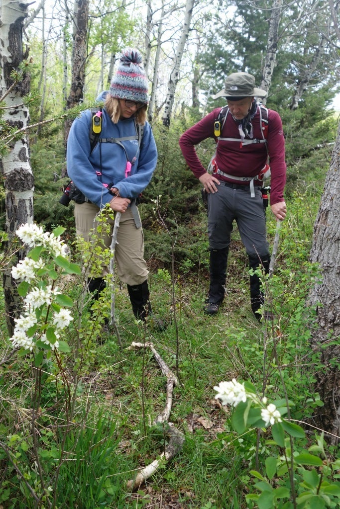 Earthwatch citizen-scientists studying the carcass of an elk killed by wolves, in Waterton Lakes National Park, Alberta