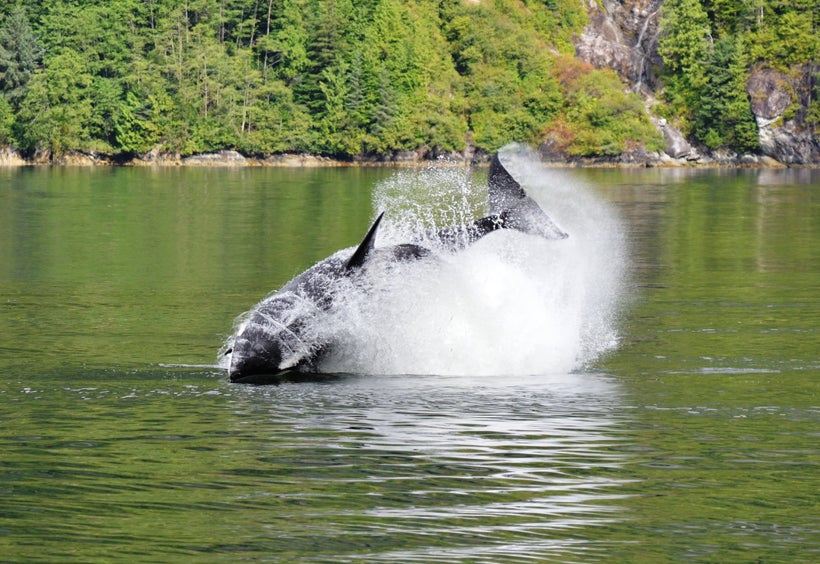 Killer whale in coastal British Columbia
